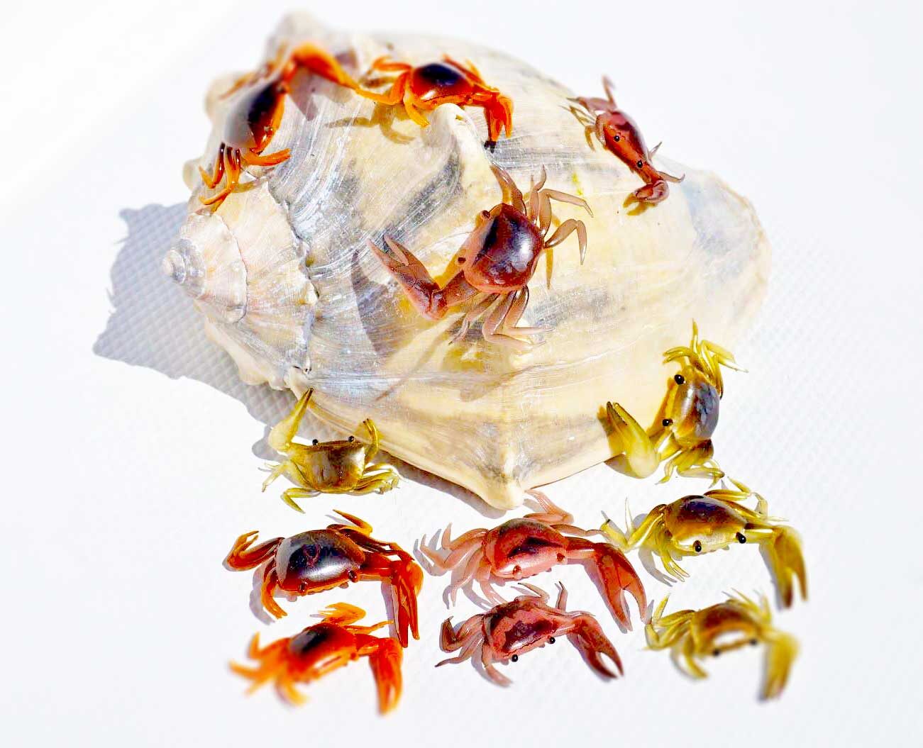 Fiddler Crabs 1-1/2" & 2"